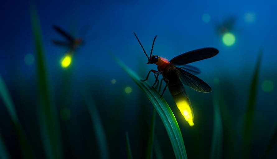 A firefly perched on a blade of grass glows at night with others in the blurred background.